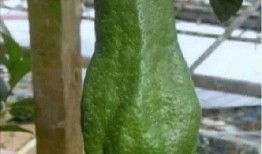 娱乐圈大瓜吃瓜,揭秘明星背后的惊人真相